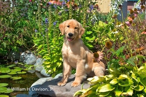 At the Lilly Pond.jpg