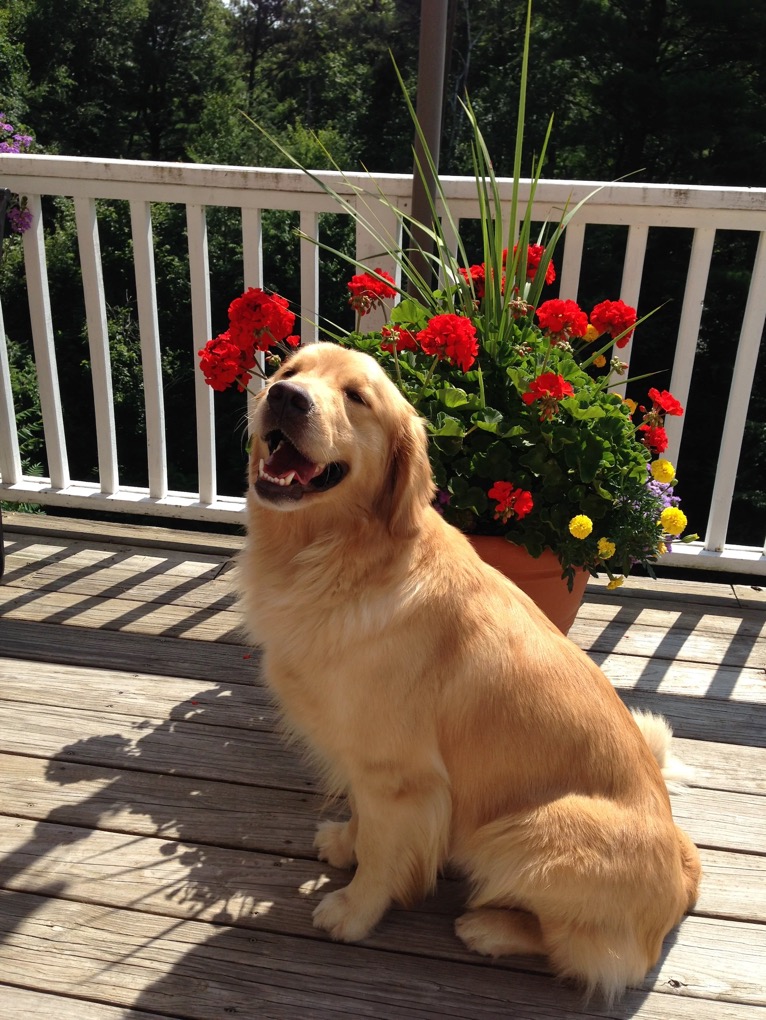 Taking a break to sit in the sun 7-21.webp